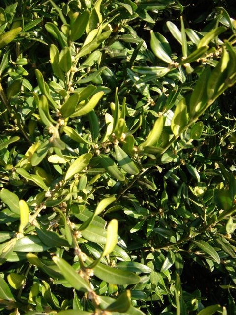 Buxus sempervirens 'Angustifolia'